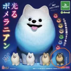 光るポメラニアン ブラックタン カプセルトイのサムネイル