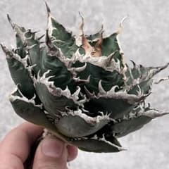 た*お様 アガベ チタノタ SSS級悪魔海王 極上状態株 希少状態株 極上強
