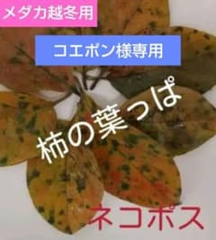 メダカ越冬用　柿の葉のサムネイル