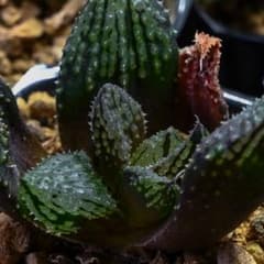 ハオルチア 闇の森 - メルカリ