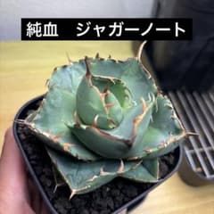 【送料込み匿名配送】アガベ　ジャガーノート親株 アガベ ジャガーノート - メルカリ