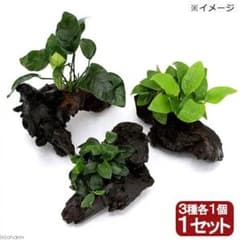 アヌビアスナナ付き流木Mサイズです。のサムネイル