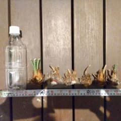 ソテツ 蘇鉄 観葉植物 塊根植物 コーデックス 6個セット - メルカリ