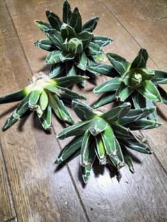 P7アガベ 多肉植物 笹の雪 4株のサムネイル