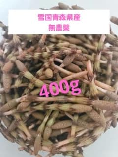 つくし　土筆　とれたて　400g　青森県産のサムネイル