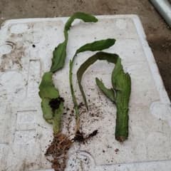 孔雀サボテン 白花 発根苗 Bのサムネイル