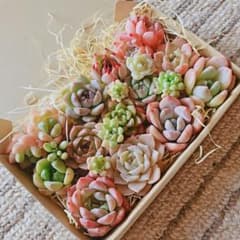 多肉植物 寄せ植えセットのサムネイル