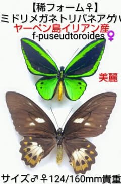 ナルキッサスミイロタテハ♂ アグリアス ブラジル・パラ州オビドス産