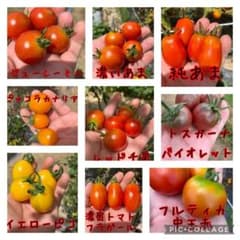 ミニトマト12種類mix 無農薬のサムネイル