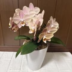 hyn☆*。様ご確認用レア♡胡蝶蘭♡マザーチーク♡4号♡メルカリ便