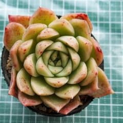 m13496401331_1.jpg?1762253554