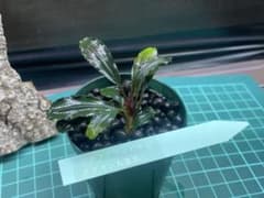 ブセファランドラ spクダガン丸葉系 - メルカリ
