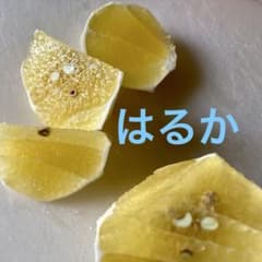 糸島産　傷小玉春香5キロのサムネイル