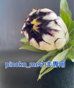 プロテア・クリームミンクのサムネイル