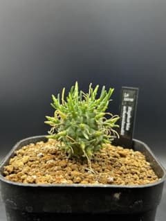 鉢無し】ユーフォルビア スコエンランディ 実生 - メルカリ