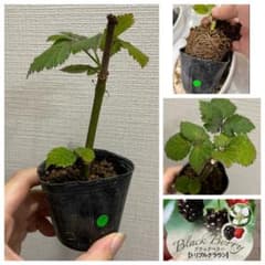③1本植え【安心のポット苗】ブラックベリートリプルクラウン　 挿木苗のサムネイル