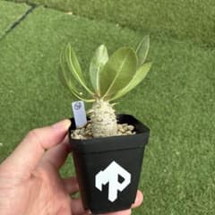 パキポディウム ホロンベンセ 実生 34 塊根植物 コーデックスのサムネイル