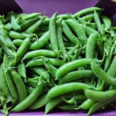本日の朝採り☆タイムセールのサムネイル