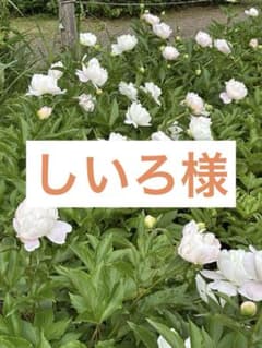 しいろ様専用のサムネイル