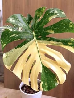モンステラ・タイコン　大きめ〜〜〜バッチリー発色 モンステラ・タイコン 大きめ〜〜〜バッチリー発色 - メルカリ