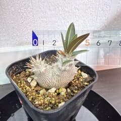 く*こ様 「実生」パキポディウム グラキリス①抜き苗 - メルカリ