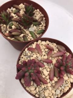 多肉植物 抜き苗　虹の玉　オーロラ　セットのサムネイル