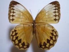 外国産蝶標本】ワモンチョウ/雲南省.景洪産/88.3mm - メルカリ