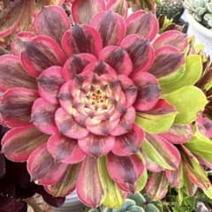 アエオニウム 蛍火粉黛花颜カット苗1頭 - メルカリ