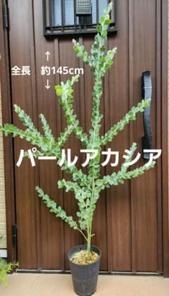 パールアカシア 鉢植え ミモザ 苗 苗木 真珠葉 シンボルツリーオージー