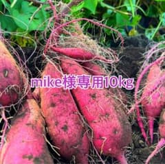 熊本県産さつまいも 紅はるか 自然栽培 20kg 専用ページ来週金曜日以降発送！ 熊本県産さつまいも 紅はるか 自然栽培 10kg 新物 専用火曜日以降発送