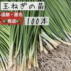 【晩生】玉ねぎ苗▼もみじ1000本【超メルカリ市】 100）北もみじ 玉ねぎの苗 - メルカリ