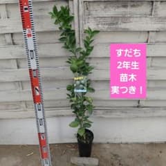 すだち 新2年生 苗木 ポット入りのサムネイル