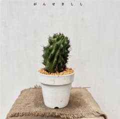 ✨2026✨柱サボテンセレウス①岩石獅子 鬼面角綴化 ①サボテン4144