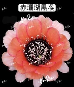 104-赤珊瑚黒喉 新品種 花サボテン 複色咲き 巨大カキコ - メルカリ
