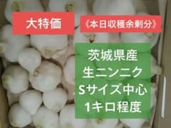 本日収穫余剰分》茨城県産 生ニンニク Sサイズ中心 1キロ - メルカリ