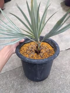 万年青 おもと 獅子 縞斑 5号陶器鉢つき 子株7株つき❗ ふ | Shop at