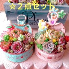❤️多肉植物❤️そのまま飾れる寄せ植え❤️2点セット~❤️ - メルカリ