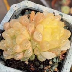多肉植物 ハオルチア オブツーサ錦 舞姫糊斑 多肉植物 ハオルチア 舞姫オブツーサ錦 鮮明錦 糊斑 2株並立 - メルカリ