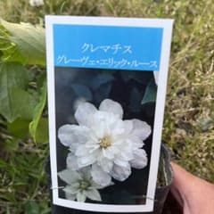 専用です クレマチス　グレーヴェエリックルース♥️2年苗 クレマチス専門ナーセリー 及川フラグリーン グレーヴェ・エリック・ルース