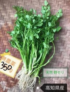 高知県産　天然　セリ　極太根付き　芹『350g+α増量中』4月27日 収穫 発送のサムネイル