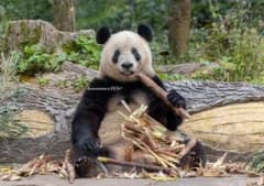 シャンシャン写真 A4サイズ 1枚のサムネイル