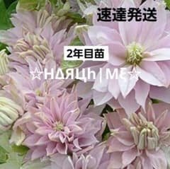 速達発送 クレマチス苗 ☆HΔЯЦh|Mξ☆パテンス系 2年目苗 ロングポット