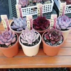 か*え様 ミックスベリア 人気種6苗セット 多肉植物 おらいさん苗