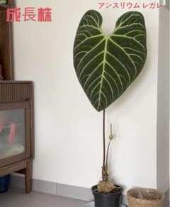 a*m様 MS289 10株セット Anthurium regale アンスリウ m13688728901_1.jpg?1781593829