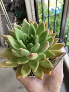 多肉植物ラズベリーアイス×アメリカマリアhybです。のサムネイル