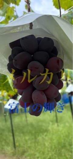 山梨県産富士の輝　サンシャインレッドのサムネイル