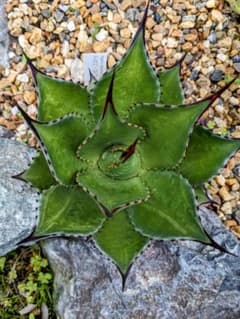 極耐寒性 アガベ サロモニー 美株 露地植え - メルカリ