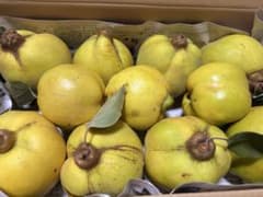 マルメロのサムネイル
