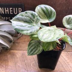 ●ポットごと♡雪兎♡斑入り♡サンデルシー♡希少♡スイカぺぺ♡ぺぺロミア♡観葉植物 ○ポットごと♡雪兎♡斑入り♡サンデルシー♡希少♡スイカぺぺ