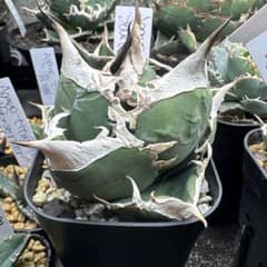 アガベ　チタノタ　SAD 中株　胴切り天 白鯨　シーザー　ハデス　フィリグリー アガベ チタノタ SAD 中株 胴切り天 白鯨 シーザー ハデス